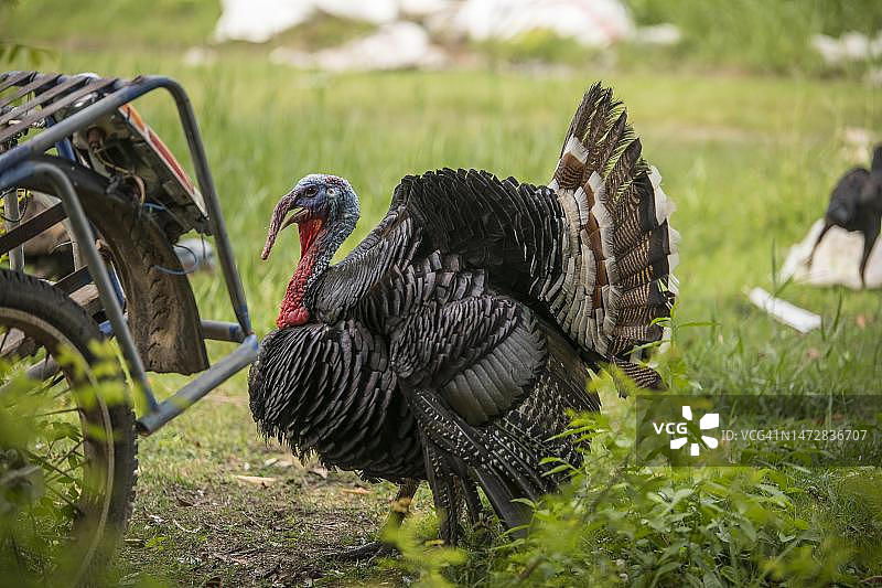 泰国乌汶叻差他尼府圈养的普通火鸡图片素材