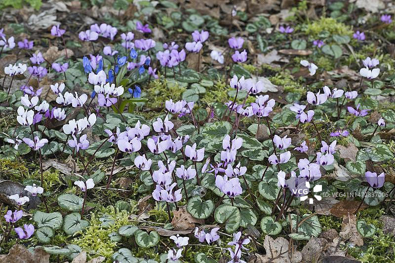 德国下萨克森州报春花图片素材