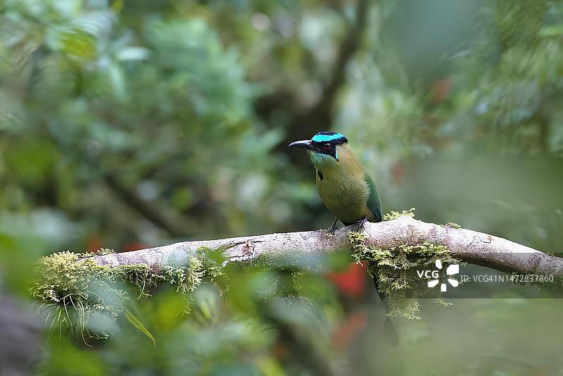 安第斯Motmot鸟，秘鲁马努国家公园亚马逊云雾森林图片素材