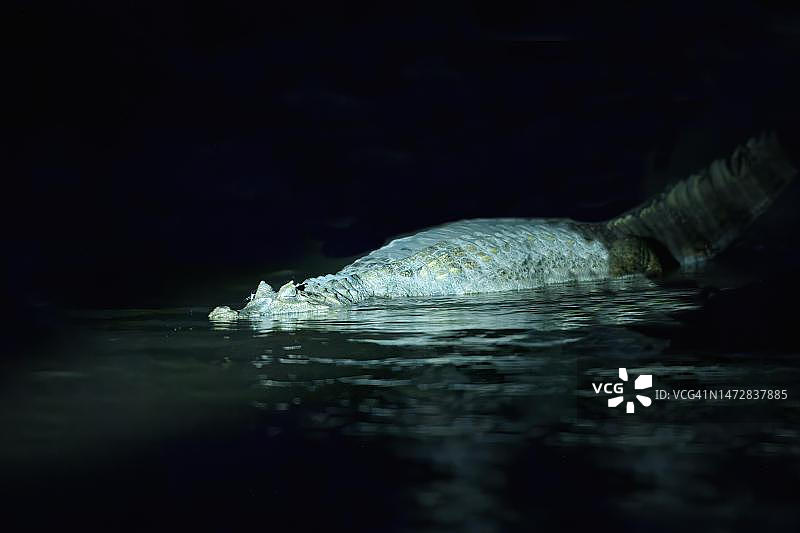 马努国家公园马德雷德迪奥斯河中的黑色凯门鳄图片素材