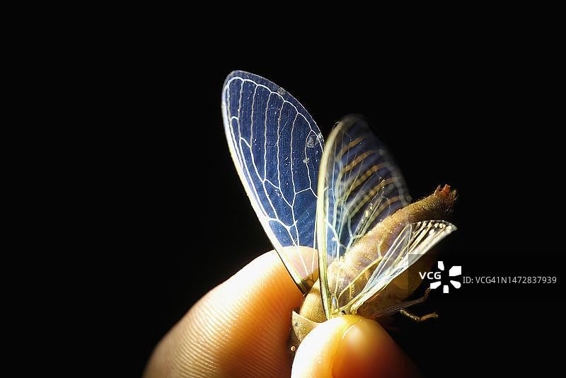 马努国家公园的蝴蝶翅膀，秘鲁亚马逊图片素材