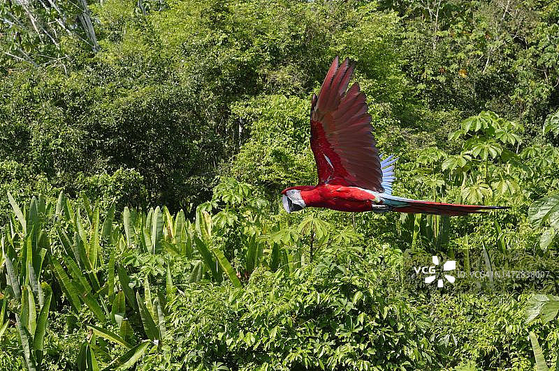 飞行中的红绿金刚鹦鹉，秘鲁亚马逊马努国家公园图片素材