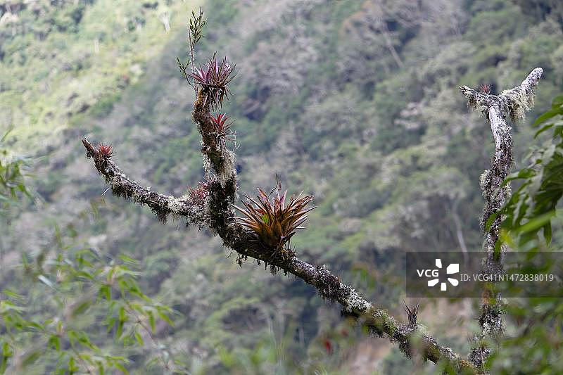 生长在树干上的凤梨科植物，秘鲁马努国家公园热带云雾林图片素材
