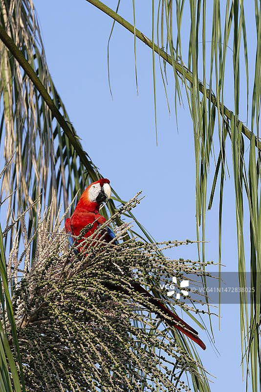 马努国家公园的红金刚鹦鹉图片素材