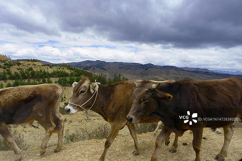 奶牛在秘鲁马努国家公园的道路上行走图片素材