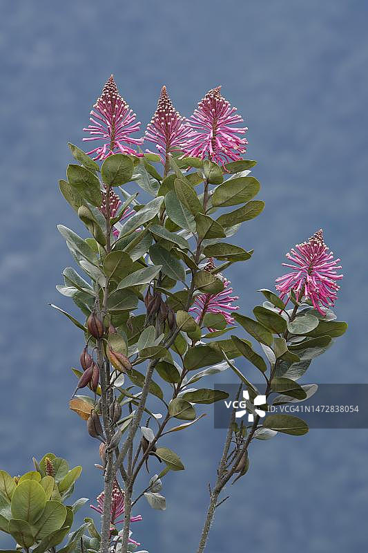 Oreocallis grandiflora（山龙眼科），秘鲁马努国家公园热带云雾林图片素材