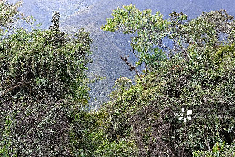 秘鲁马努国家公园热带云雾森林景观图片素材