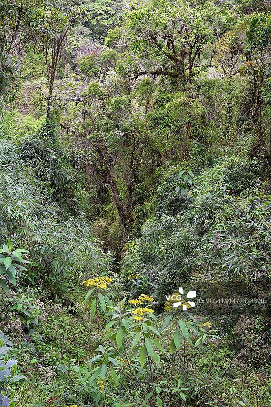 秘鲁马努国家公园热带云雾森林景观图片素材
