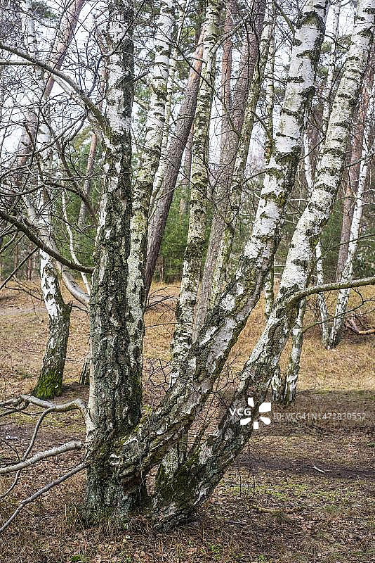 瑞典贫瘠土壤中的桦树图片素材