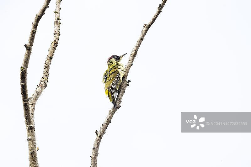 欧洲绿啄木鸟成年雄鸟（瑞典斯科讷省法尔斯特博）图片素材