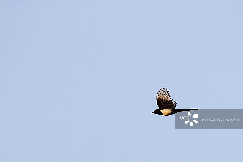 飞行中的喜鹊，瑞典斯科纳省图片素材