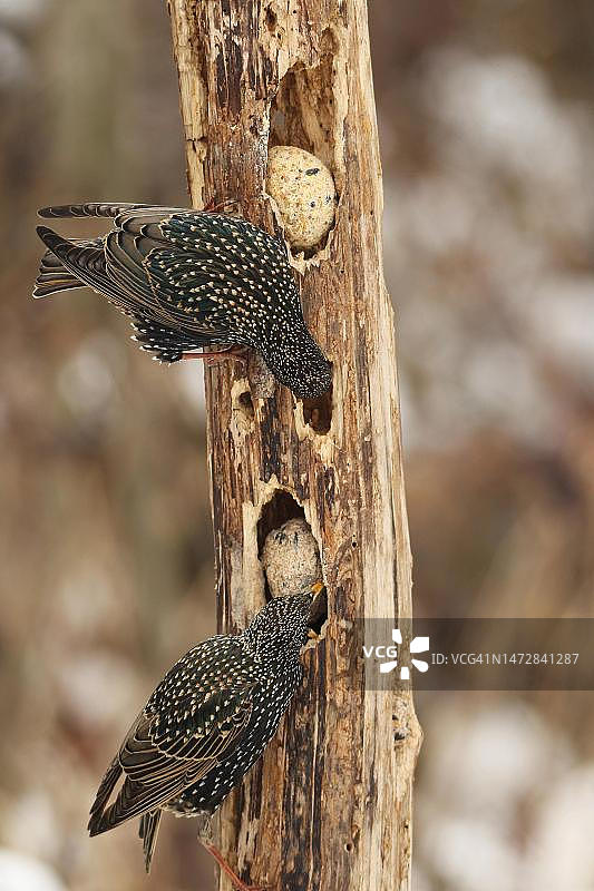 德国巴伐利亚州阿尔高，冬季喂食点觅食木材上的普通欧洲椋鸟图片素材
