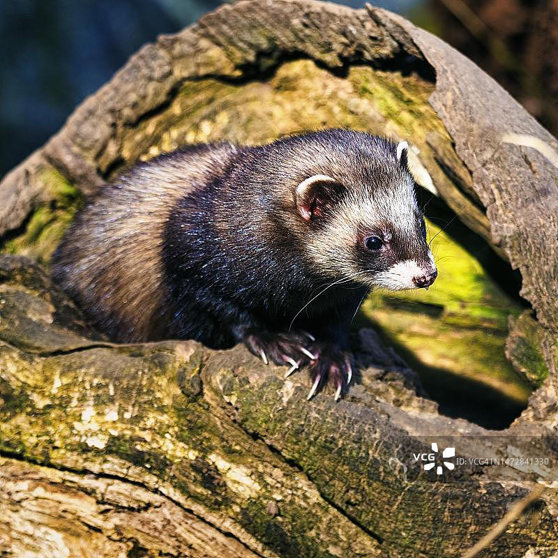 欧洲艾鼬与木龟在户外围栏中图片素材