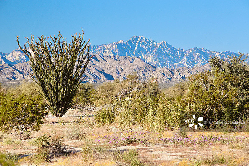 魔鬼峰前的沙漠刺木植物图片素材