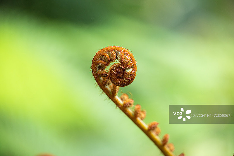 一棵牛肋骨蕨的壮丽特写图片素材