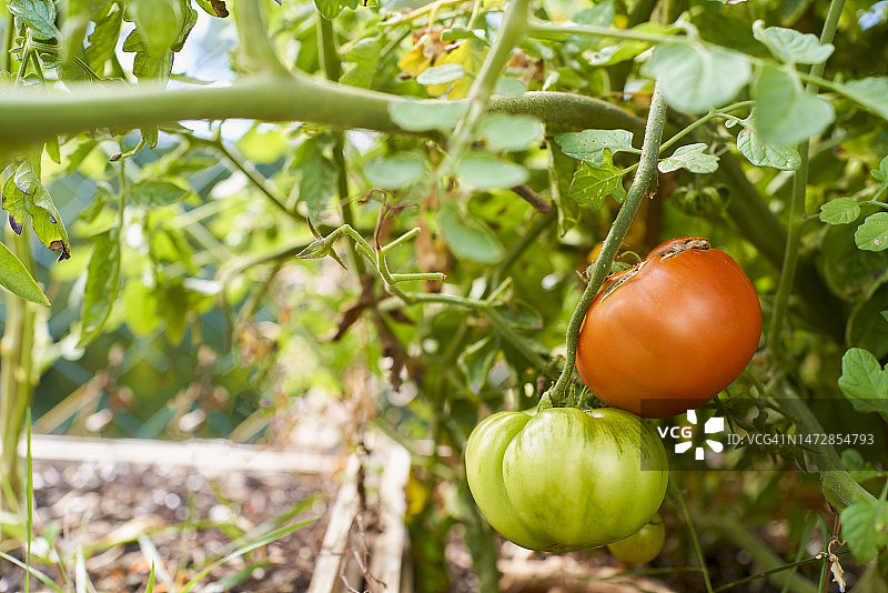 美丽的番茄园丰收，其中一个还没成熟图片素材