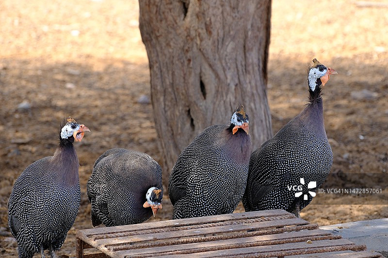 野生动物，狩猎旅行图片素材