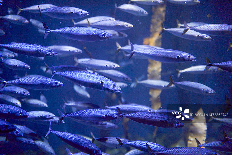 一组条纹鱼，可以看到它们在玻璃中移动，背面是一些藻类图片素材