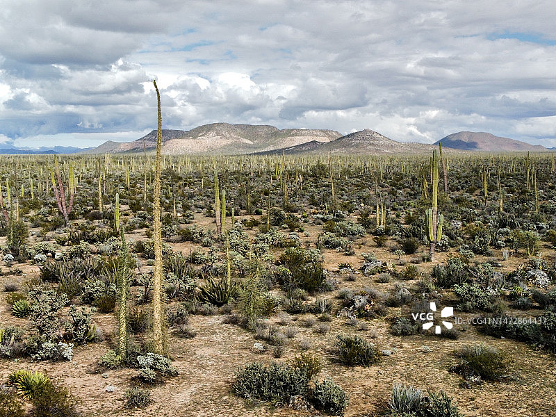 下加利福尼亚半岛满是仙人掌的山谷图片素材