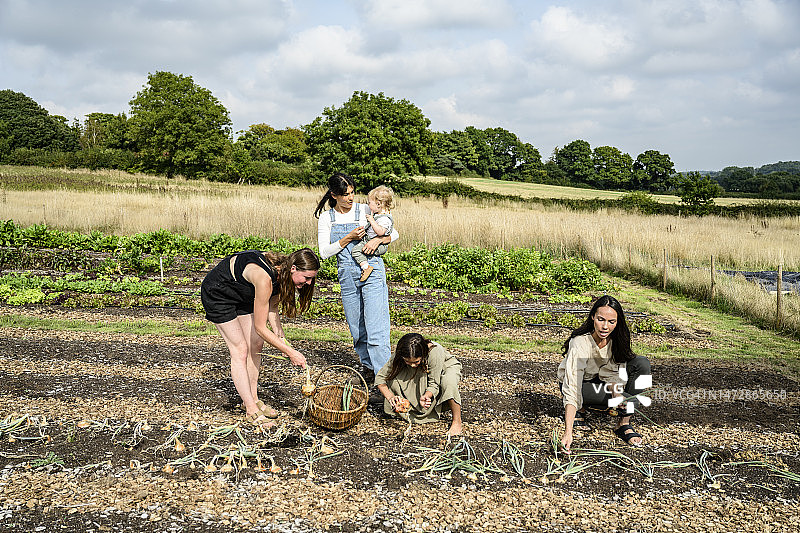 家庭和农民在菜园里收获洋葱图片素材