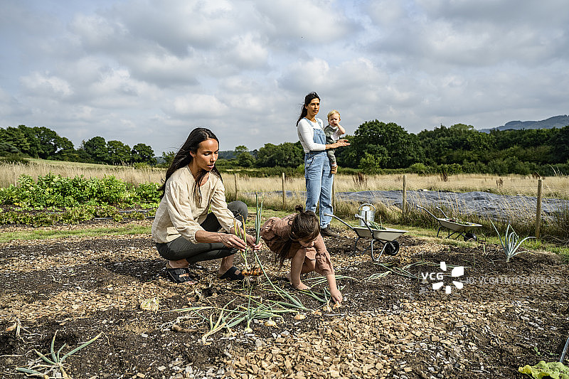 妇女和儿童在农场收获洋葱图片素材