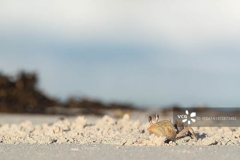 金色幽灵蟹图片素材