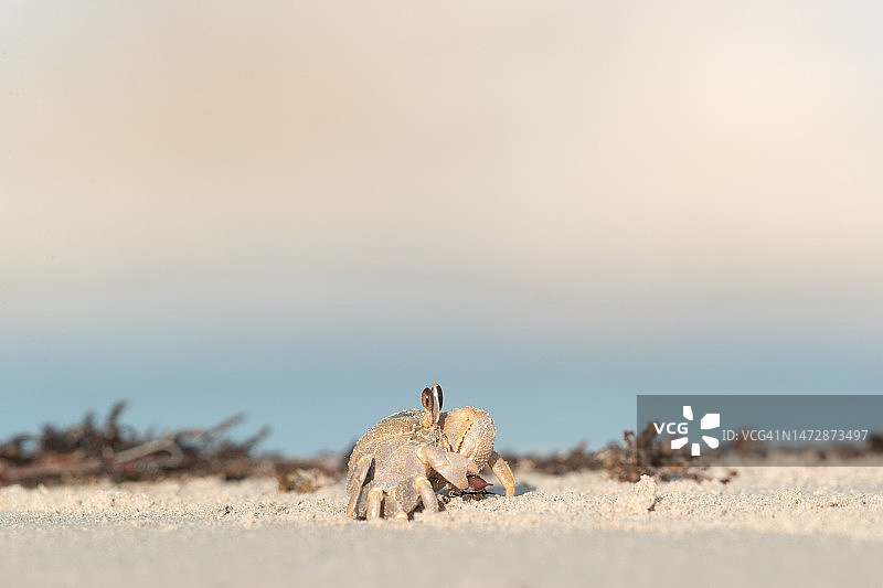 金色幽灵蟹图片素材