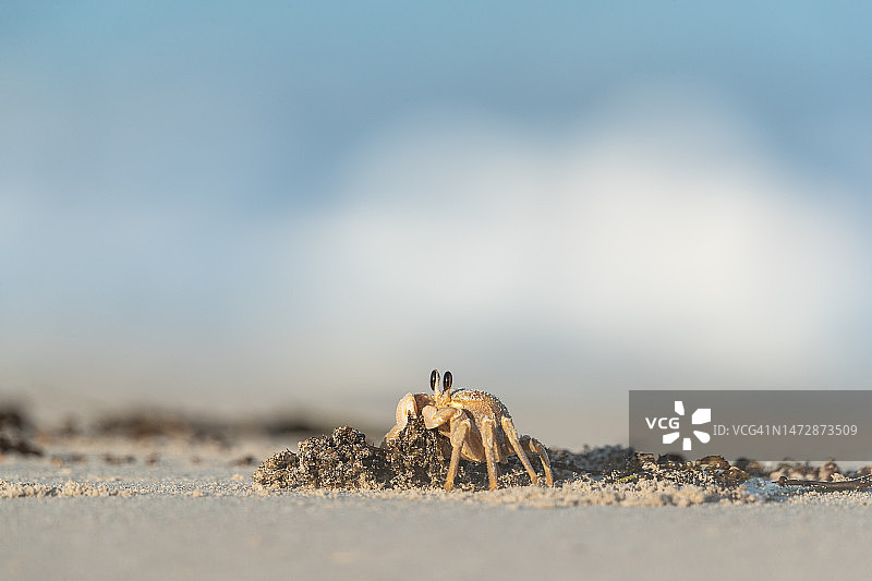 金色幽灵蟹图片素材