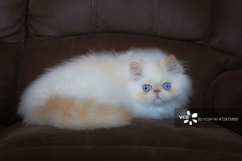 蓝眼喜马拉雅猫-红色山猫色点图片素材