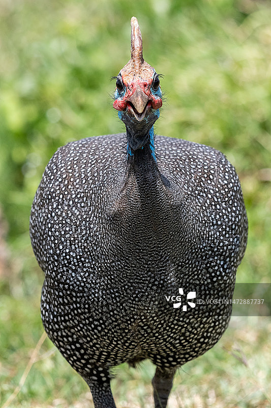 坦桑尼亚非洲的赖肖氏珍珠鸡盯着镜头图片素材