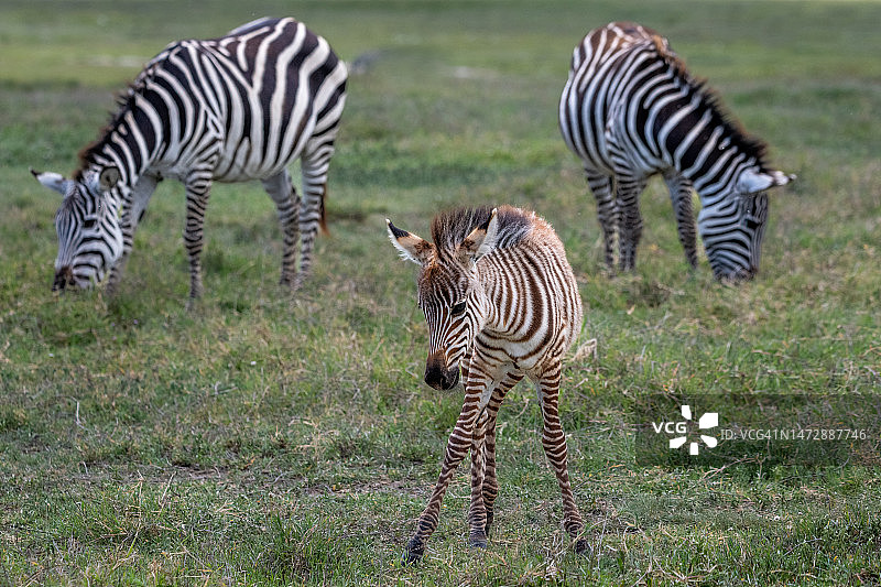 非洲坦桑尼亚恩戈罗恩戈罗火山口保护区的小平原斑马与父母图片素材