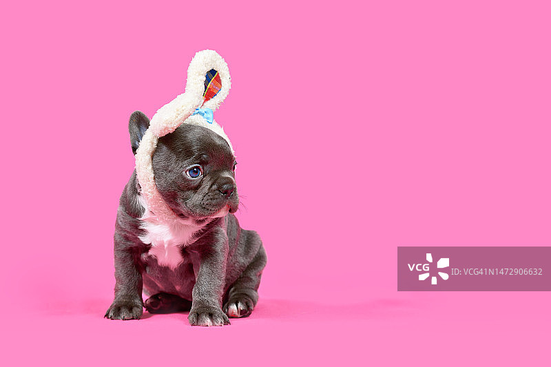 戴复活节兔子耳朵的幼年法国斗牛犬图片素材
