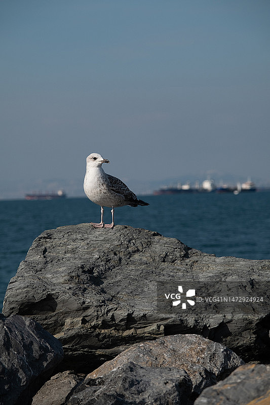 海鸥栖息在海边的岩石上，在蓝天下漫步，在海岸线捕鱼，可复制空间，自然之美和自由的概念图片素材