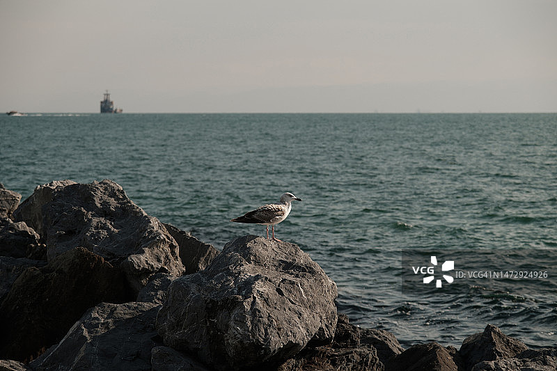 海鸥栖息在海边的岩石上，在蓝天下漫步，在海岸线捕鱼，可复制空间，自然之美和自由的概念图片素材