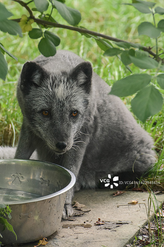 北极狐喝水图片素材