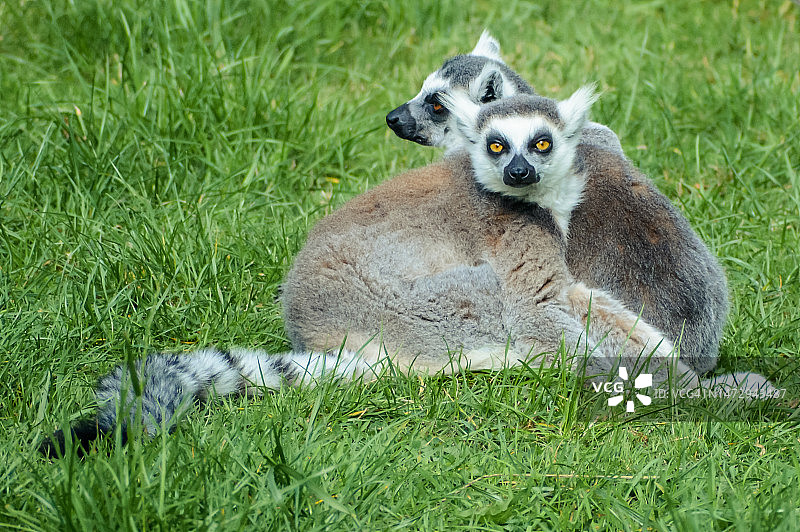 两只环尾狐猴图片素材