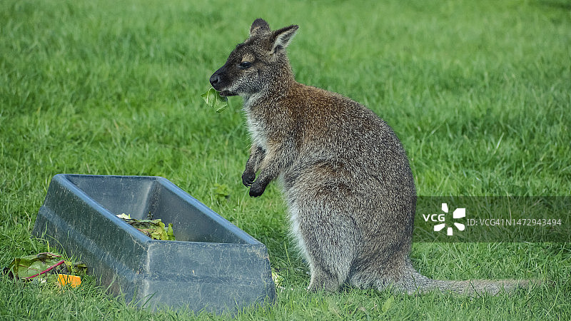 咀嚼树叶的小袋鼠图片素材