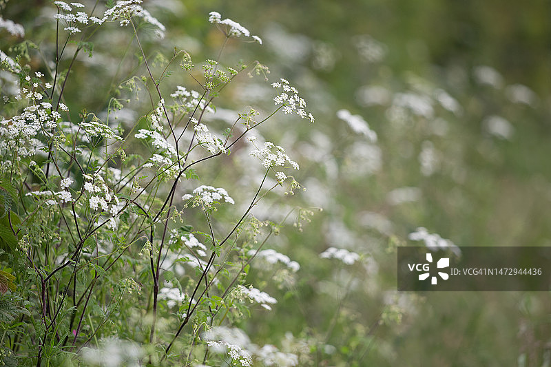 生长在康沃尔乡村的白色野花图片素材