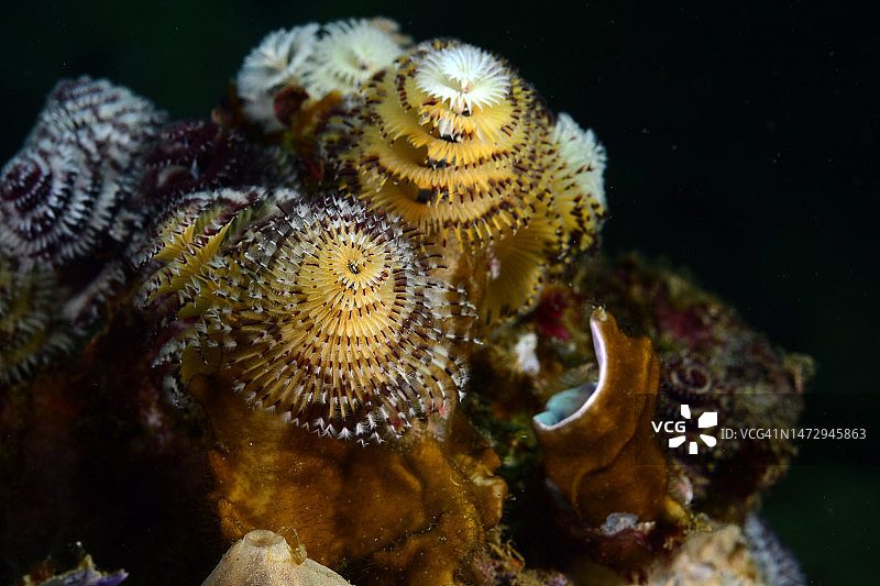 圣诞树管虫图片素材