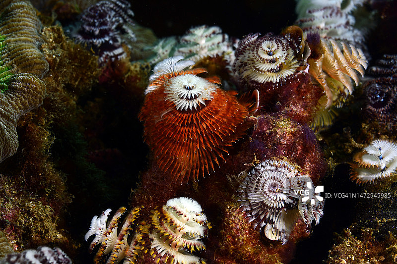 圣诞树管虫图片素材