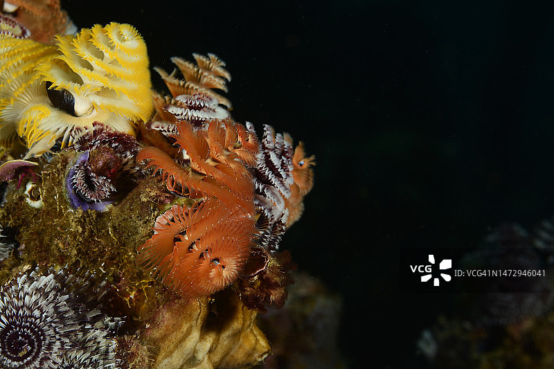 圣诞树管虫图片素材