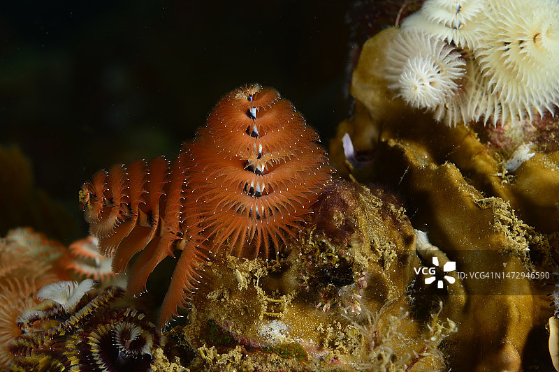 圣诞树管虫图片素材