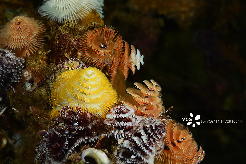 圣诞树管虫图片素材