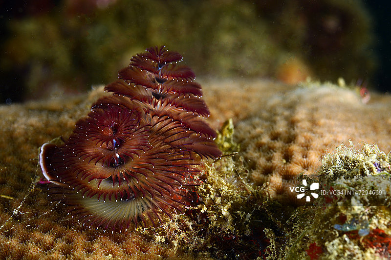 圣诞树管虫图片素材