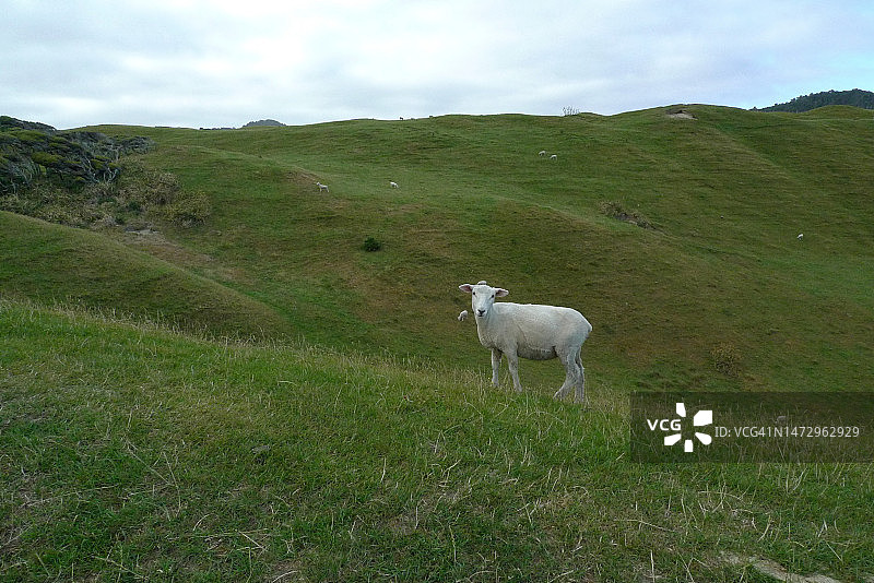 绿色草地上的绵羊 | 新西兰图片素材