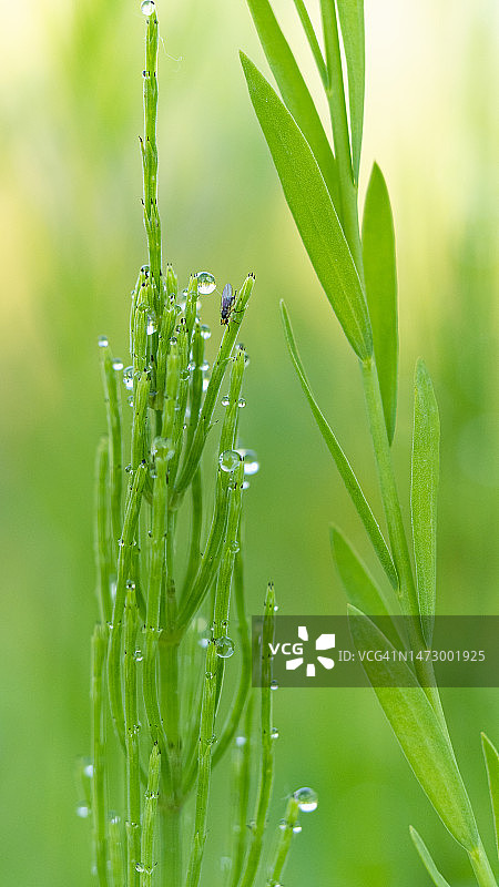 晨露翠绿问荆特写图片素材