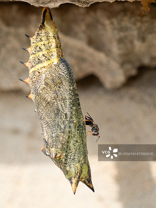 绿色蝴蝶蛹上的寄生蜂图片素材