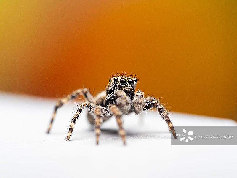 橙色背景下的跳蛛特写 портрет图片素材