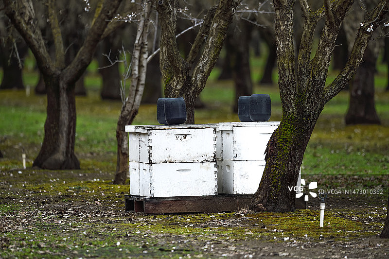 堆叠的蜂箱有助于加利福尼亚北部杏树园杏花的授粉图片素材