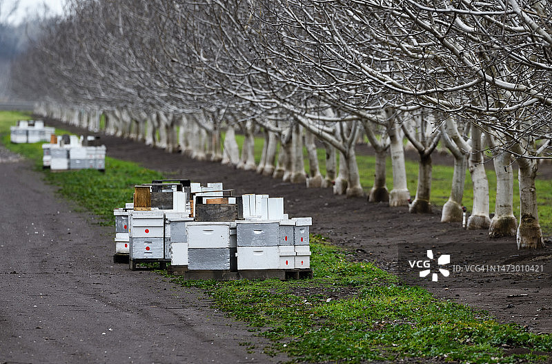 准备放置在加利福尼亚北部杏仁园中以帮助杏花授粉的堆叠蜂箱图片素材